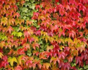 Virginia creeper - PARTHENOCISSUS tri 'Veitchii'