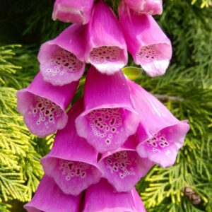 Digitalis purpurea