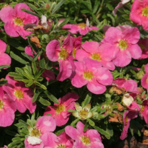 Potentilla f. 'Bellissima'