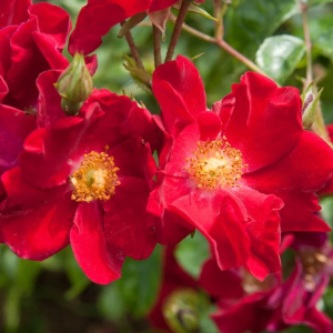 Rose -  'Flowercarpet' Red