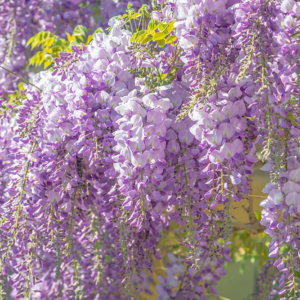 Wisteria sinensis 'Prolific'